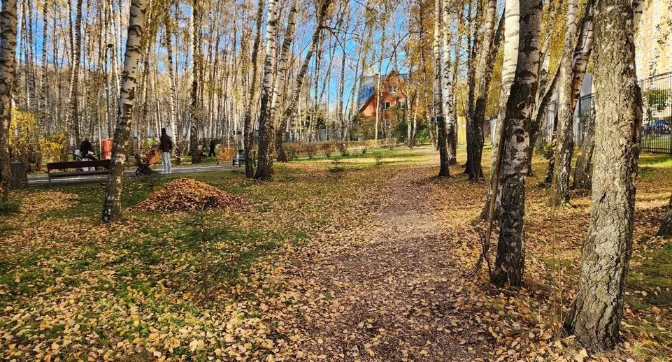 В Домодедово три сотрудника убирают листву в «Городском лесу»