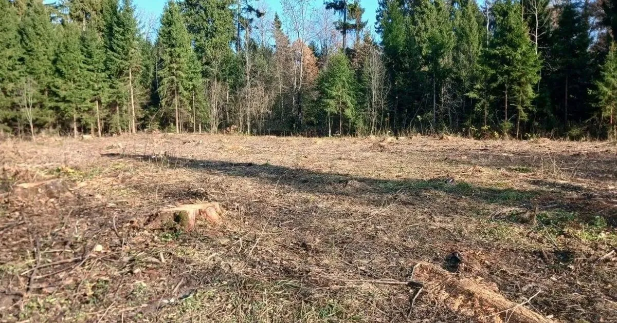 В Истре у деревни Дуплево восстановят лес на 0,5 га