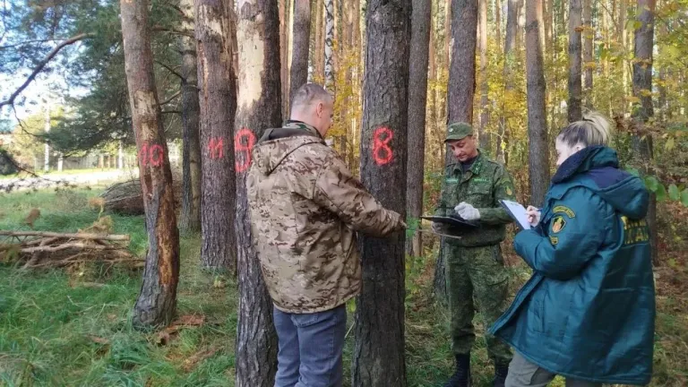 В лесах Подольска с начала года убрали 683 аварийных дерева