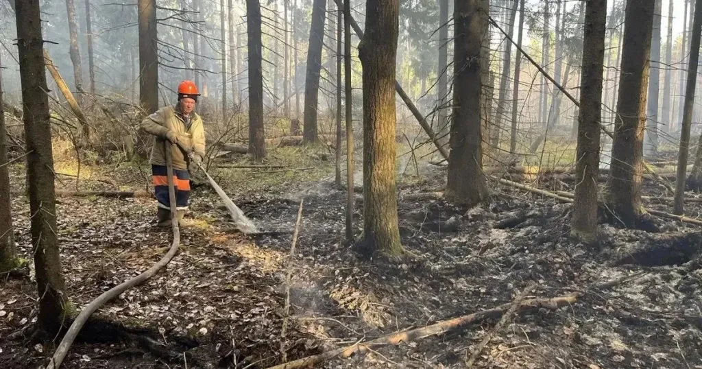 В Орехово-Зуевском округе ликвидировали лесной пожар у Асташково