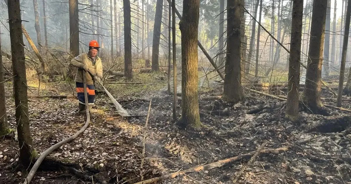 В Орехово-Зуевском округе ликвидировали лесной пожар у Асташково