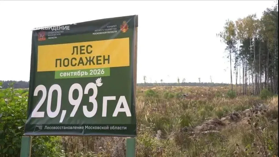В Егорьевском лесничестве высадили более 200 тыс. сеянцев сосны