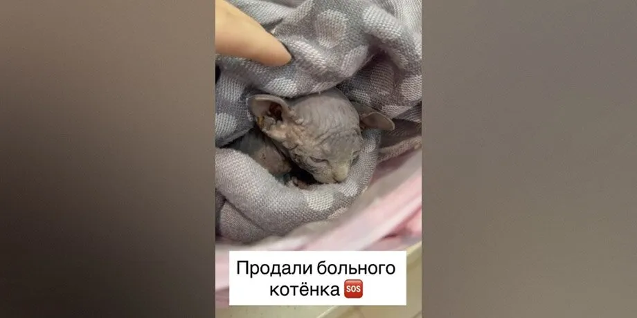 Заводчицу из Люберец обвинили в продаже больных котят